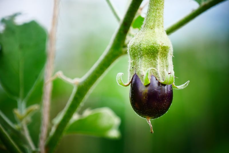 Enchanted Eggplants